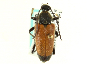  (Trigonarthris proxima - CNC COLEO 00075297)  @14 [ ] CreativeCommons - Attribution (2011) CNC/CBG Photography Group Centre for Biodiversity Genomics