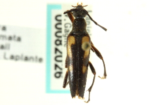  (Etorofus subhamatus - CNC COLEO 00082026)  @13 [ ] CreativeCommons - Attribution (2011) CNC/CBG Photography Group Centre for Biodiversity Genomics