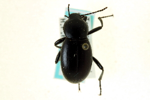  (Eleodes longicornis - CNC COLEO 00126741)  @11 [ ] CreativeCommons - Attribution (2011) CNC/CBG Photography Group Centre for Biodiversity Genomics