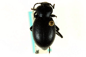  (Eleodes parvicollis - CNC COLEO 00126764)  @14 [ ] CreativeCommons - Attribution (2011) CNC/CBG Photography Group Centre for Biodiversity Genomics