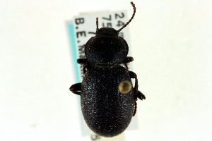  (Eleodes tenebrosus - CNC COLEO 00126788)  @14 [ ] CreativeCommons - Attribution (2011) CNC/CBG Photography Group Centre for Biodiversity Genomics