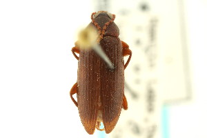  (Hymenorus nitidipennis - CNC COLEO 00127140)  @13 [ ] CreativeCommons - Attribution (2011) CNC/CBG Photography Group Centre for Biodiversity Genomics