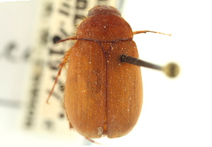  (Serica cuyamaca - CNC COLEO 00137661)  @11 [ ] CreativeCommons - Attribution (2012) CNC/CBG Photography Group Centre for Biodiversity Genomics