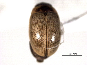  (Crenitis maculifrons - CNC COLEO 00150579)  @11 [ ] CreativeCommons - Attribution (2012) CNC/CBG Photography Group Centre for Biodiversity Genomics