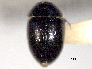  (Crenitis rufiventris - CNC COLEO 00150599)  @13 [ ] CreativeCommons - Attribution (2012) CNC/CBG Photography Group Centre for Biodiversity Genomics