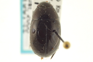  (Tropisternus affinis - CNC COLEO 00150743)  @14 [ ] CreativeCommons - Attribution (2012) CNC/CBG Photography Group Centre for Biodiversity Genomics