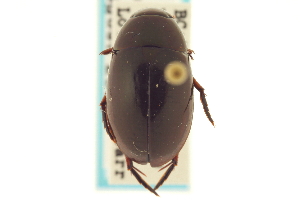  (Tropisternus columbianus - CNC COLEO 00150747)  @14 [ ] CreativeCommons - Attribution (2012) CNC/CBG Photography Group Centre for Biodiversity Genomics