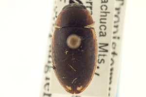  (Tropisternus lateralis humeralis - CNC COLEO 00150755)  @11 [ ] CreativeCommons - Attribution (2012) CNC/CBG Photography Group Centre for Biodiversity Genomics