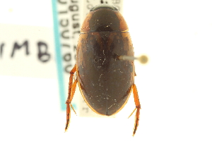  (Tropisternus lateralis limbalis - CNC COLEO 00150760)  @11 [ ] CreativeCommons - Attribution (2012) CNC/CBG Photography Group Centre for Biodiversity Genomics
