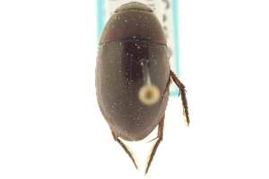  (Tropisternus natator - CNC COLEO 00150769)  @14 [ ] CreativeCommons - Attribution (2012) CNC/CBG Photography Group Centre for Biodiversity Genomics