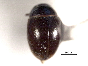  (Cercyon herceus herceus - CNC COLEO 00150849)  @11 [ ] CreativeCommons - Attribution (2012) CNC/CBG Photography Group Centre for Biodiversity Genomics