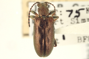  (Plateumaris pusilla - CNC COLEO 00151057)  @15 [ ] CreativeCommons - Attribution (2012) CNC/CBG Photography Group Centre for Biodiversity Genomics