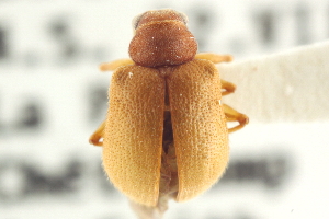  (Xanthonia villosula - CNC COLEO 00151353)  @11 [ ] CreativeCommons - Attribution (2012) CNC/CBG Photography Group Centre for Biodiversity Genomics