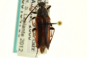  (Etorofus plagifer - CNC COLEO 00154758)  @13 [ ] CreativeCommons - Attribution (2012) CNC/CBG Photography Group Centre for Biodiversity Genomics