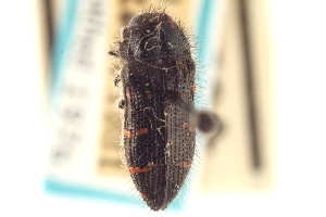  (Acmaeodera angelica - CNC COLEO 00156597)  @11 [ ] CreativeCommons - Attribution (2012) CNC/CBG Photography Group Centre for Biodiversity Genomics