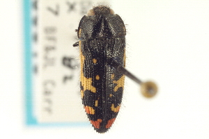  (Acmaeodera decipiens - CNC COLEO 00156610)  @14 [ ] CreativeCommons - Attribution (2012) CNC/CBG Photography Group Centre for Biodiversity Genomics