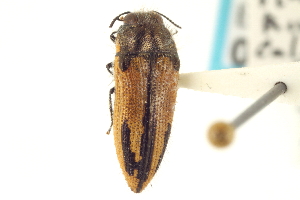  (Acmaeodera latiflava - CNC COLEO 00156624)  @11 [ ] CreativeCommons - Attribution (2012) CNC/CBG Photography Group Centre for Biodiversity Genomics