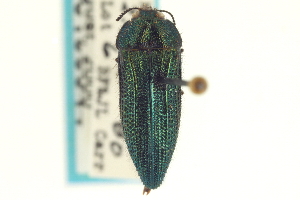  (Acmaeodera pulchella - CNC COLEO 00156644)  @15 [ ] CreativeCommons - Attribution (2012) CNC/CBG Photography Group Centre for Biodiversity Genomics