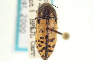  (Acmaeodera variegata - CNC COLEO 00156681)  @11 [ ] CreativeCommons - Attribution (2012) CNC/CBG Photography Group Centre for Biodiversity Genomics