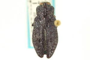  (Chrysobothris carinipennis - CNC COLEO 00156791)  @15 [ ] CreativeCommons - Attribution (2012) CNC/CBG Photography Group Centre for Biodiversity Genomics