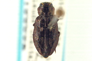  (Chrysobothris pusilla - CNC COLEO 00156832)  @13 [ ] CreativeCommons - Attribution (2012) CNC/CBG Photography Group Centre for Biodiversity Genomics