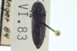  ( - CNC COLEO 00157942)  @13 [ ] CreativeCommons - Attribution (2012) CNC/CBG Photography Group Centre for Biodiversity Genomics