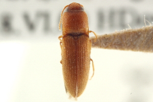  (Glyphonyx ferruginosus - CNC COLEO 00158609)  @11 [ ] CreativeCommons - Attribution (2012) CNC/CBG Photography Group Centre for Biodiversity Genomics