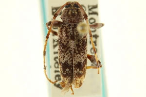  (Graphisurus fasciatus - CNC COLEO 00091144)  @14 [ ] CreativeCommons - Attribution (2012) CNC/CBG Photography Group Centre for Biodiversity Genomics