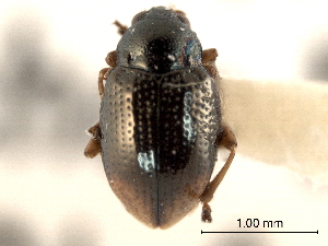  (Hippuriphila canadensis - CNC COLEO 00151729)  @11 [ ] CreativeCommons - Attribution (2012) CNC/CBG Photography Group Centre for Biodiversity Genomics