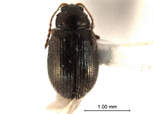  ( - CNC COLEO 00151799)  @11 [ ] CreativeCommons - Attribution (2012) CNC/CBG Photography Group Centre for Biodiversity Genomics