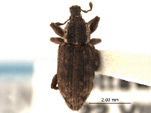  ( - CNC COLEO 00153419)  @14 [ ] CreativeCommons - Attribution (2012) CNC/CBG Photography Group Centre for Biodiversity Genomics