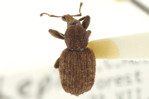  (Lepidophorus alternatus - CNC COLEO 00153421)  @11 [ ] CreativeCommons - Attribution (2012) CNC/CBG Photography Group Centre for Biodiversity Genomics