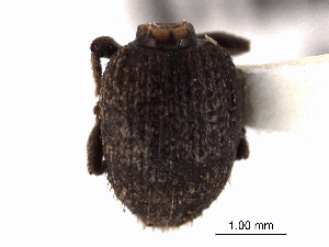  (Lepidophorus setiger - CNC COLEO 00153437)  @11 [ ] CreativeCommons - Attribution (2012) CNC/CBG Photography Group Centre for Biodiversity Genomics