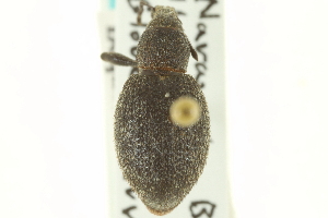  (Trichalophus granicollis - CNC COLEO 00153444)  @11 [ ] CreativeCommons - Attribution (2012) CNC/CBG Photography Group Centre for Biodiversity Genomics