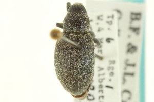  (Trichalophus simplex - CNC COLEO 00153446)  @11 [ ] CreativeCommons - Attribution (2012) CNC/CBG Photography Group Centre for Biodiversity Genomics