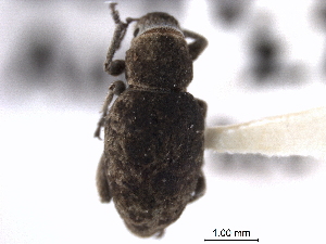  (Minyomerus - CNC COLEO 00153599)  @11 [ ] CreativeCommons - Attribution (2012) CNC/CBG Photography Group Centre for Biodiversity Genomics
