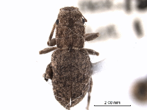  (Minyomerus laticeps - CNC COLEO 00153604)  @11 [ ] CreativeCommons - Attribution (2012) CNC/CBG Photography Group Centre for Biodiversity Genomics