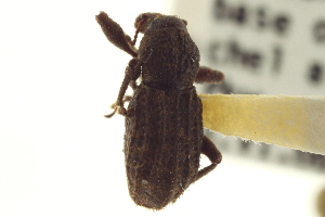  (Panscopus alternatus - CNC COLEO 00153688)  @11 [ ] CreativeCommons - Attribution (2012) CNC/CBG Photography Group Centre for Biodiversity Genomics