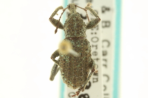  (Panscopus gemmatus - CNC COLEO 00153691)  @11 [ ] CreativeCommons - Attribution (2012) CNC/CBG Photography Group Centre for Biodiversity Genomics