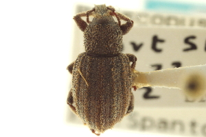  (Panscopus ovalis - CNC COLEO 00153698)  @11 [ ] CreativeCommons - Attribution (2012) CNC/CBG Photography Group Centre for Biodiversity Genomics