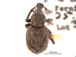  (Panscopus torpidus - CNC COLEO 00153708)  @11 [ ] CreativeCommons - Attribution (2012) CNC/CBG Photography Group Centre for Biodiversity Genomics