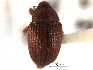  (Rhyssomatus oralis - CNC COLEO 00153902)  @11 [ ] CreativeCommons - Attribution (2012) CNC/CBG Photography Group Centre for Biodiversity Genomics