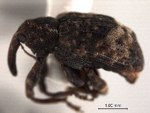  ( - CNC COLEO 00153943)  @12 [ ] CreativeCommons - Attribution (2012) CNC/CBG Photography Group Centre for Biodiversity Genomics