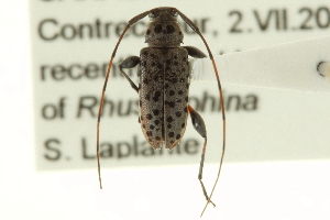  (Hyperplatys aspersa - CNC COLEO 00154791)  @14 [ ] CreativeCommons - Attribution (2012) CNC/CBG Photography Group Centre for Biodiversity Genomics