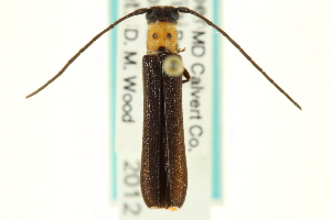  (Oberea affinis - CNC COLEO 00154847)  @11 [ ] CreativeCommons - Attribution (2012) CNC/CBG Photography Group Centre for Biodiversity Genomics