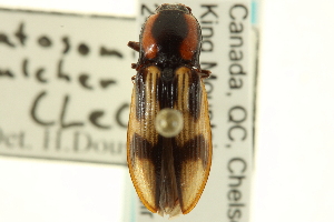  (Selatosomus pulcher - CNC COLEO 00158663)  @15 [ ] CreativeCommons - Attribution (2012) CNC/CBG Photography Group Centre for Biodiversity Genomics