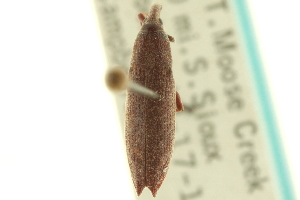  ( - CNC COLEO 00153769)  @13 [ ] CreativeCommons - Attribution (2012) CNC/CBG Photography Group Centre for Biodiversity Genomics