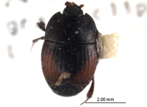  (Atholus bimaculatus - CNC COLEOPT 04-7627)  @11 [ ] CreativeCommons - Attribution (2012) CNC/CBG Photography Group Centre for Biodiversity Genomics