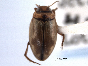  (Hygrotus patruelis - CNC COLEO 00149947)  @14 [ ] CreativeCommons - Attribution (2012) CNC/CBG Photography Group Centre for Biodiversity Genomics