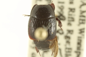  (Psiloscelis abnormalis - CNC COLEO 00152273)  @11 [ ] CreativeCommons - Attribution (2012) CNC/CBG Photography Group Centre for Biodiversity Genomics